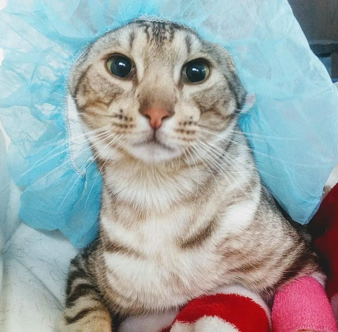 Cooper & Thomas Animal Rescue is benefitting from Buckeye Beard Battle 2! in Newark, Ohio